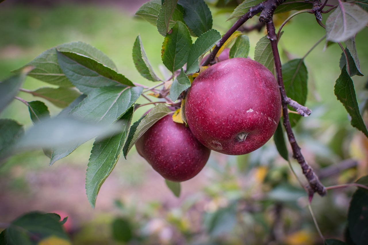 Ripe red apples on an apple tree branch