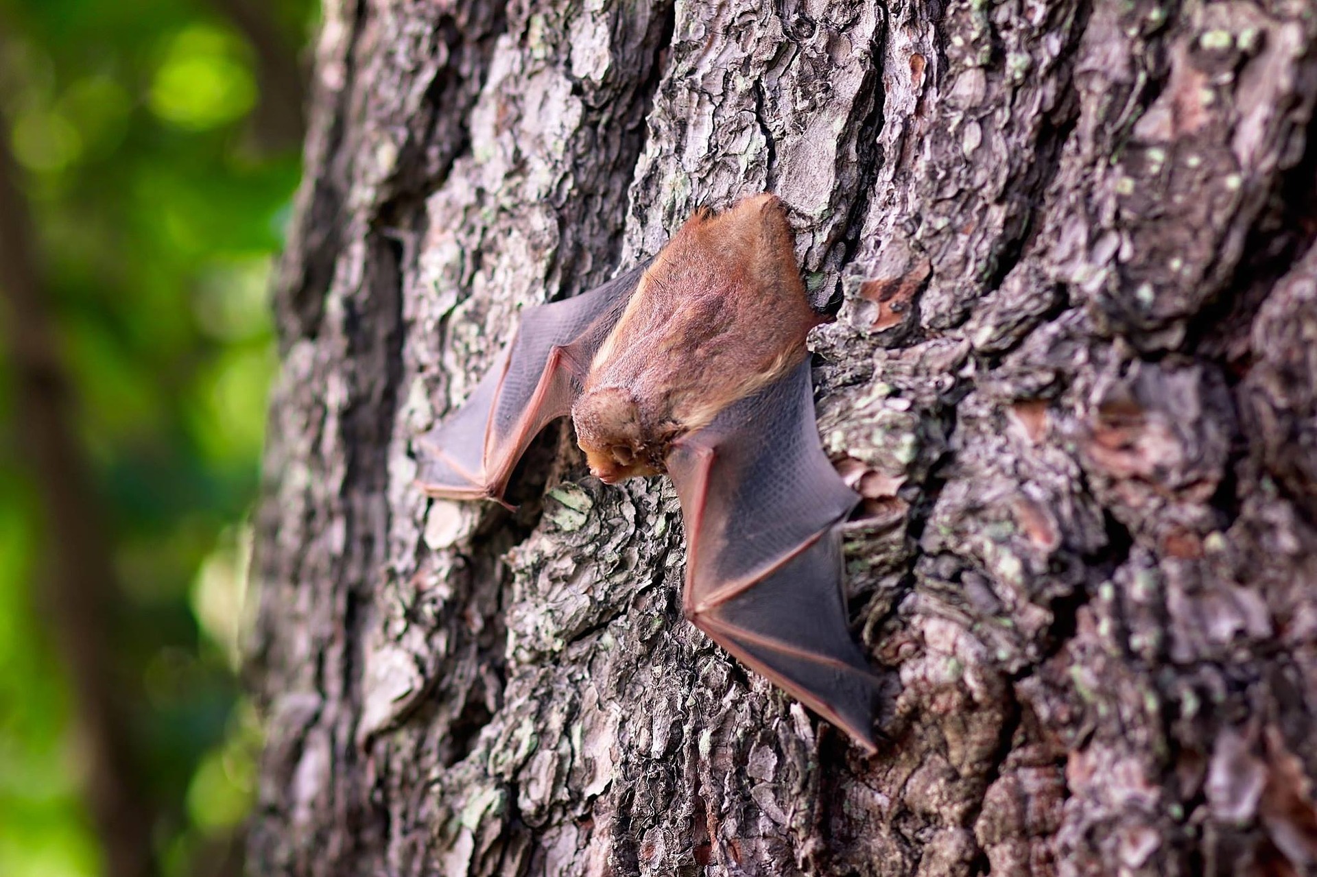 Bat clinging upside down on the bark of a tree